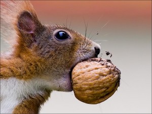 mókus mogyoró