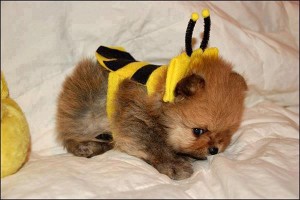 Cuki kis méhecske