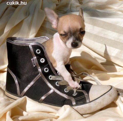 Mini chihuahua a tornacipőben