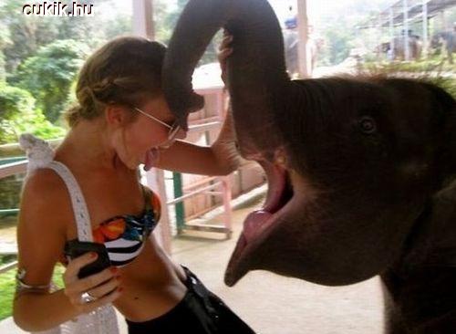 Találkozás egy elefánttal