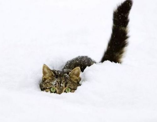 Cica a hóban