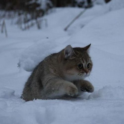 Macsek a hóban