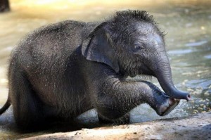 elefánt , trombi, fürdés