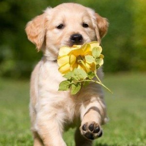 Hoztam neked virágot! :)