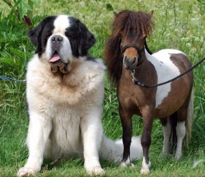 A ló kicsi, vagy a kutya nagy