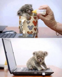 Pici koala maci