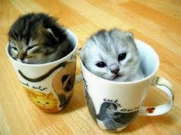 Egy csésze cicát