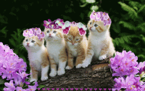 Tavaszi cicák