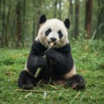 Cuki panda